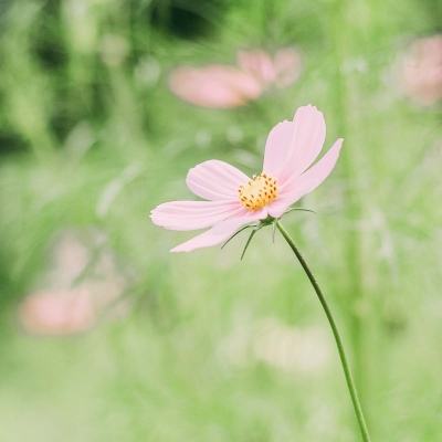 有毒无毒？全球野生食用蘑菇科学清单发布