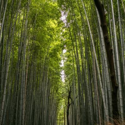 数藏故事丨翻开《清明上河图》，感受“人间食味”